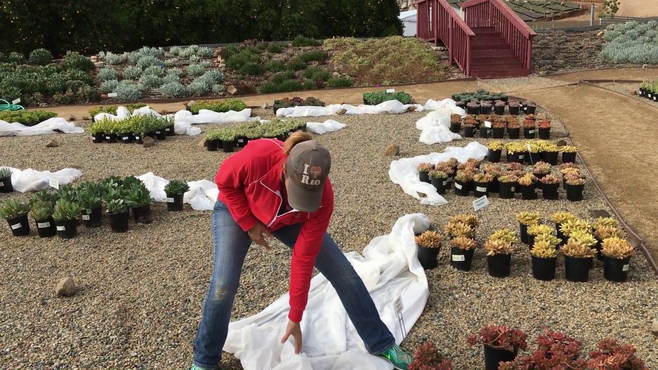How to protect your succulents from freeze