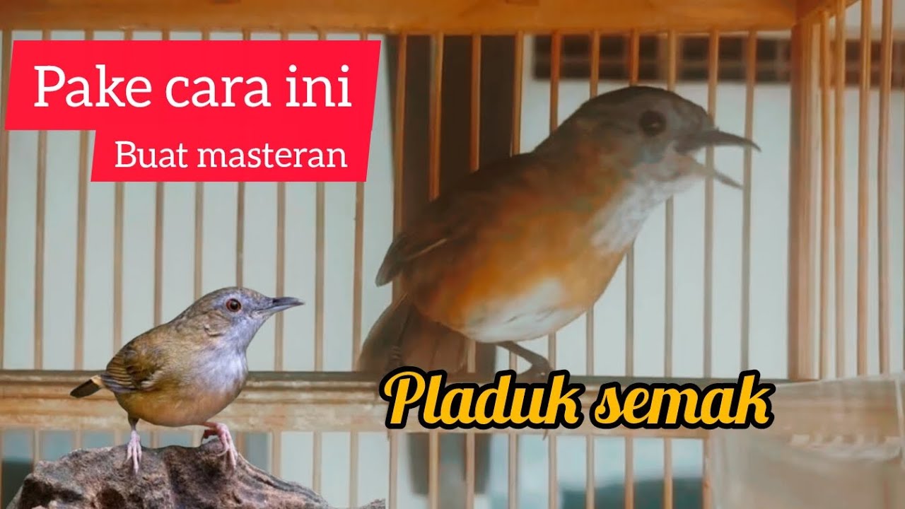 #Masteran pelanduk semak isian mewah gacor