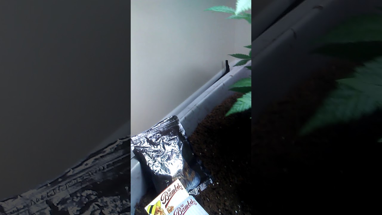 White Cookies Crop King Forum Cut