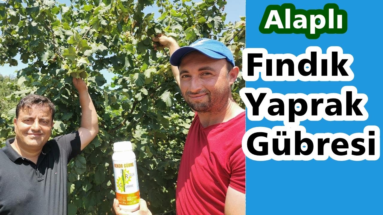 Zonguldak - Fındık için Yaprak Gübresi - Yanıklık - İç Boşluğu Sorunu - Külleme - Verim - Doğuş