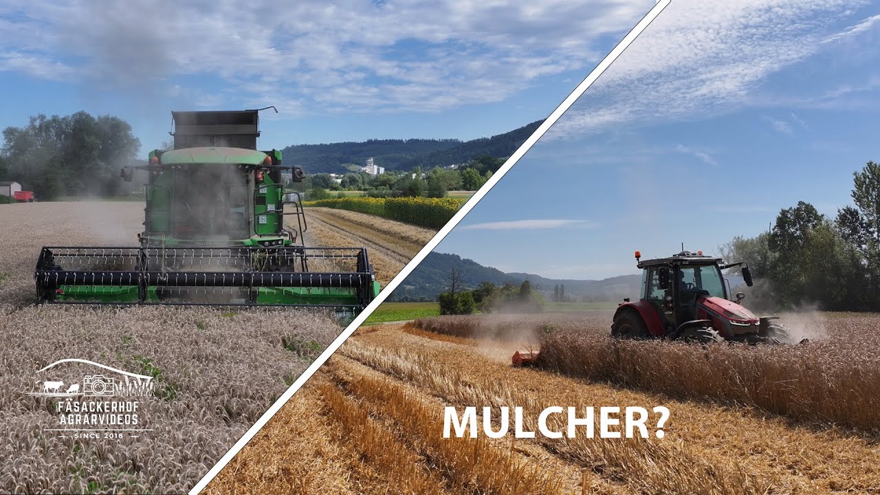 Weizenernte 2024 eine Katastrophe? FarmVlog#40