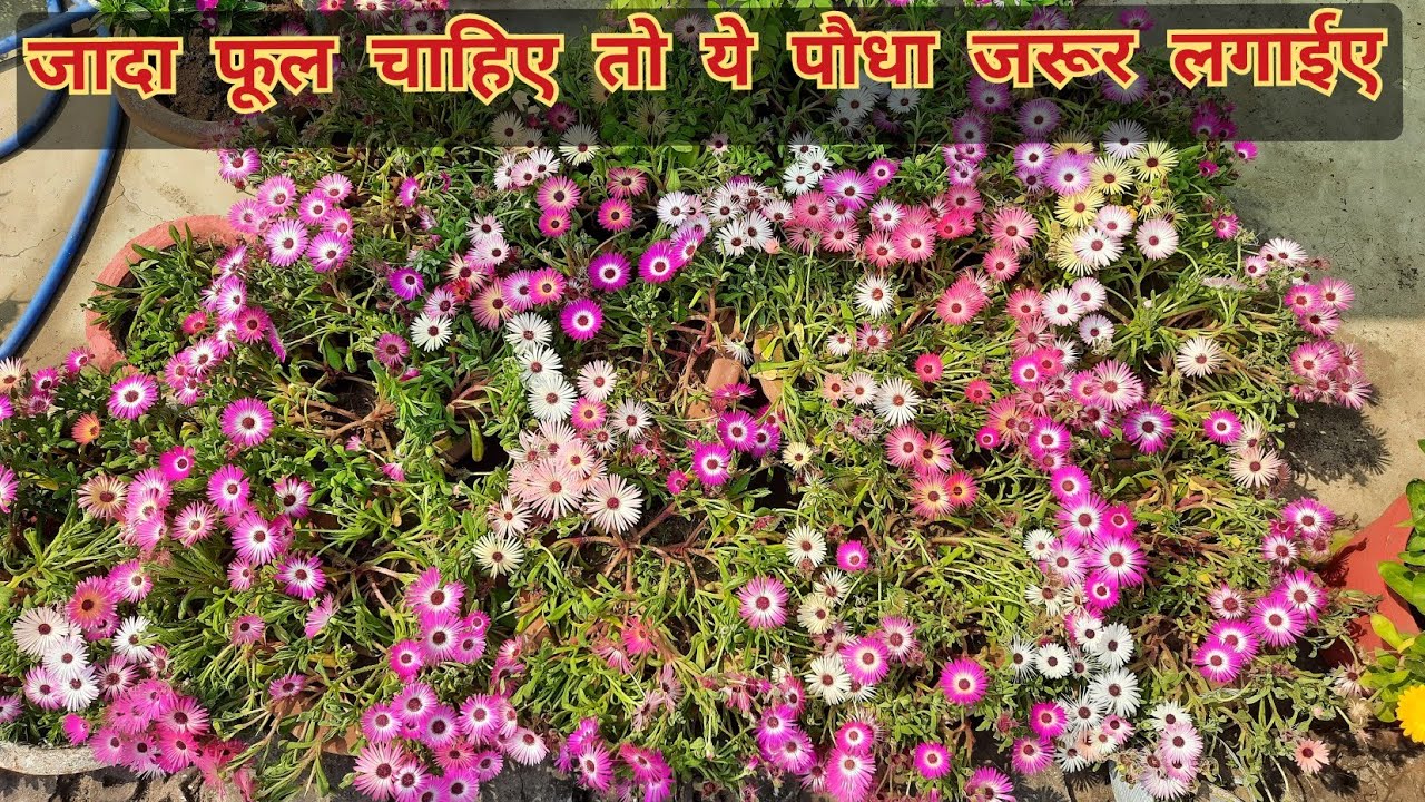 how to grow and care ice plant || mesembryanthemum flower plant || फूलों की खान है ये पौधा