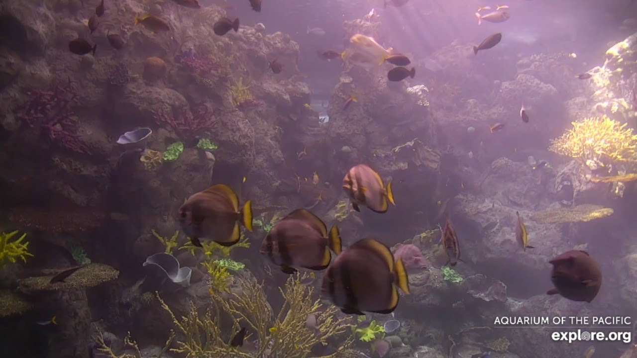 Aquarium of the Pacific Live Tropical Pacific Webcam - Sharks, Fish, Rays, and more!