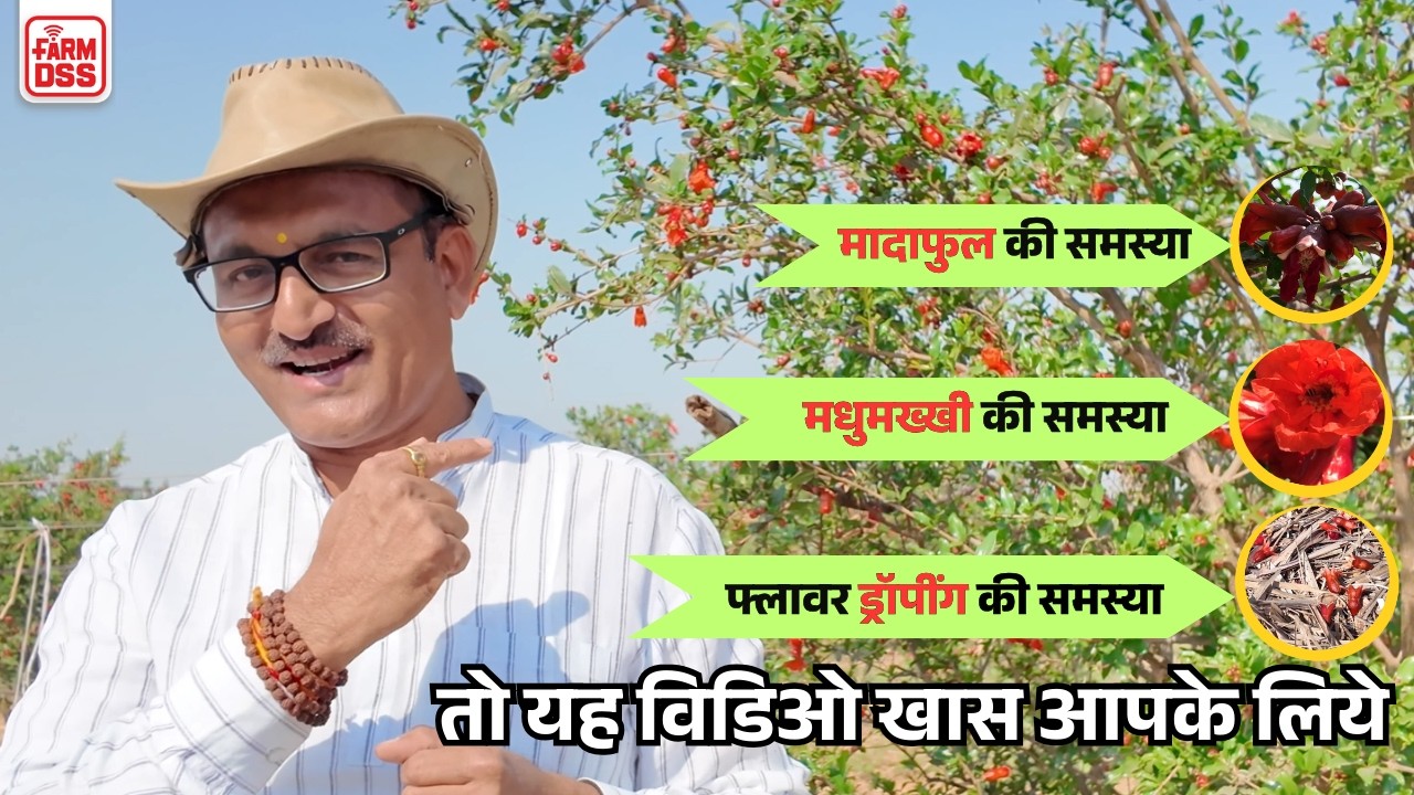 अनार मे अभी भी फुल नही आ रहे तो यह कर के देख लो @BTGore