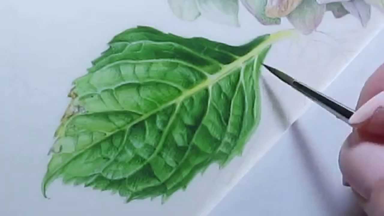 Watercolor Hydrangea Leaf