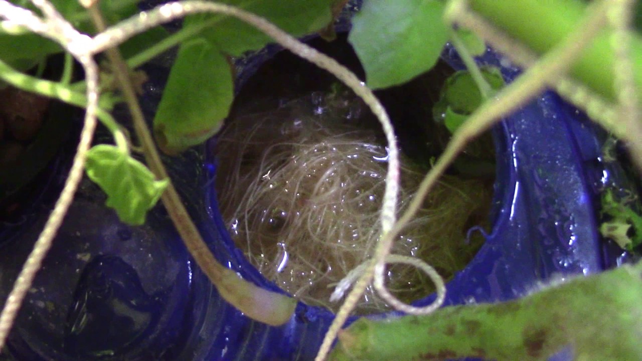 Indoor Garden Weekly Walkthrough No-Spill Revolution
