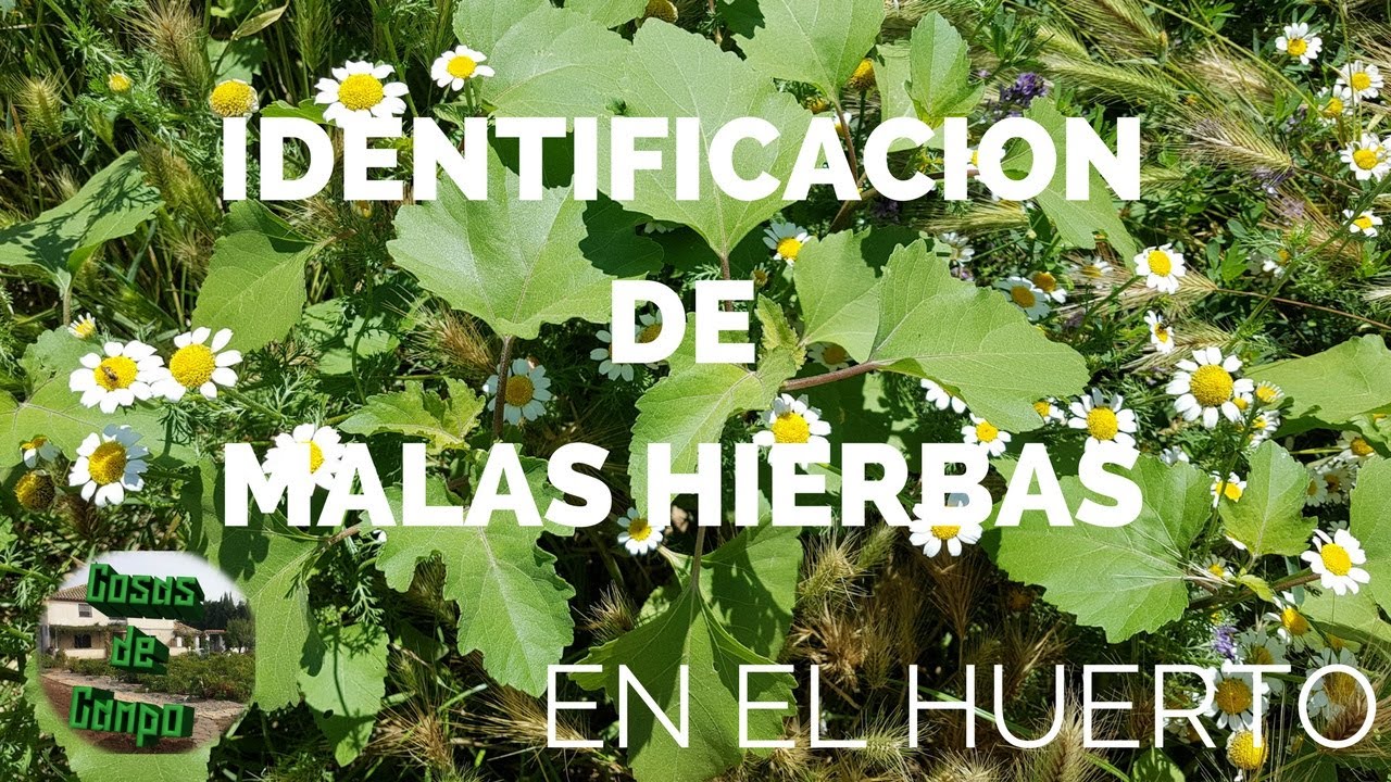 Identificar malas hierbas en el huerto o jardín en verano