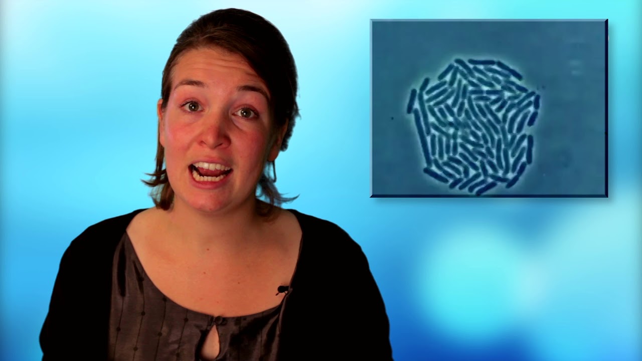 Biologie, Ordening -  Bacterien en Schimmels