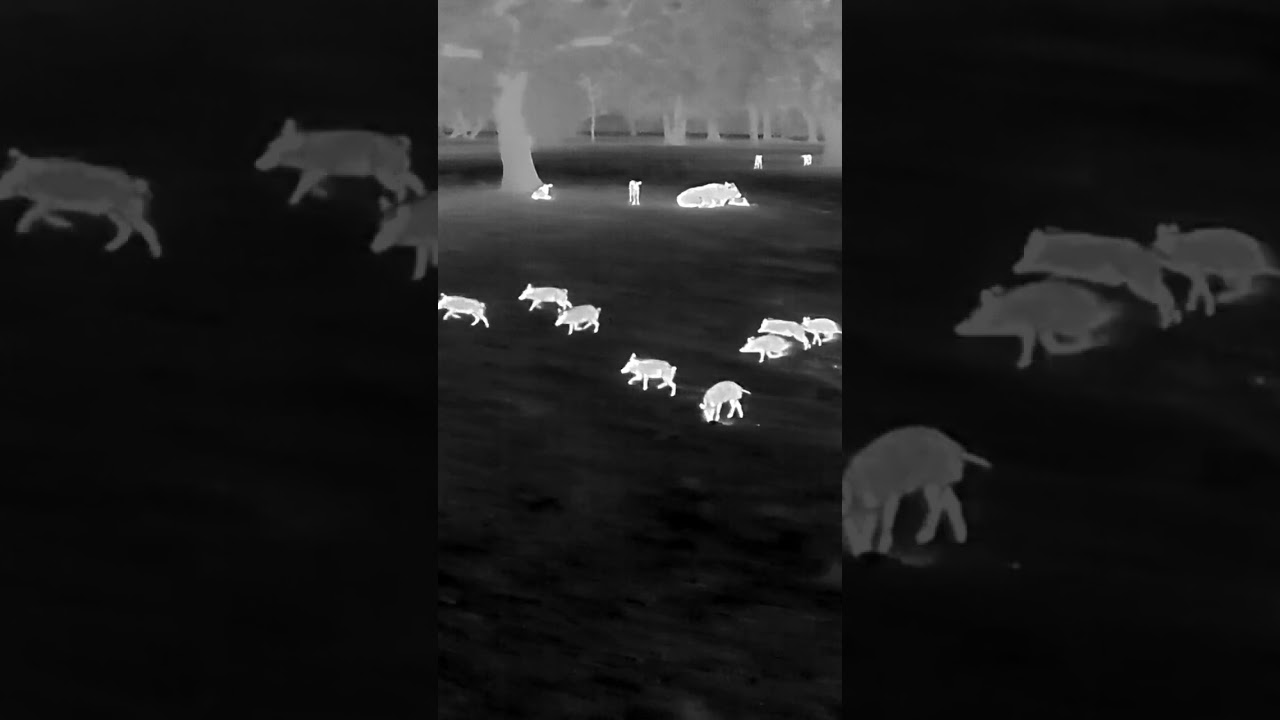Thermal Drone Hogs #dji #mavic3t#hunting  #thermalhunting  #thermalhoghunting #thermaldrone