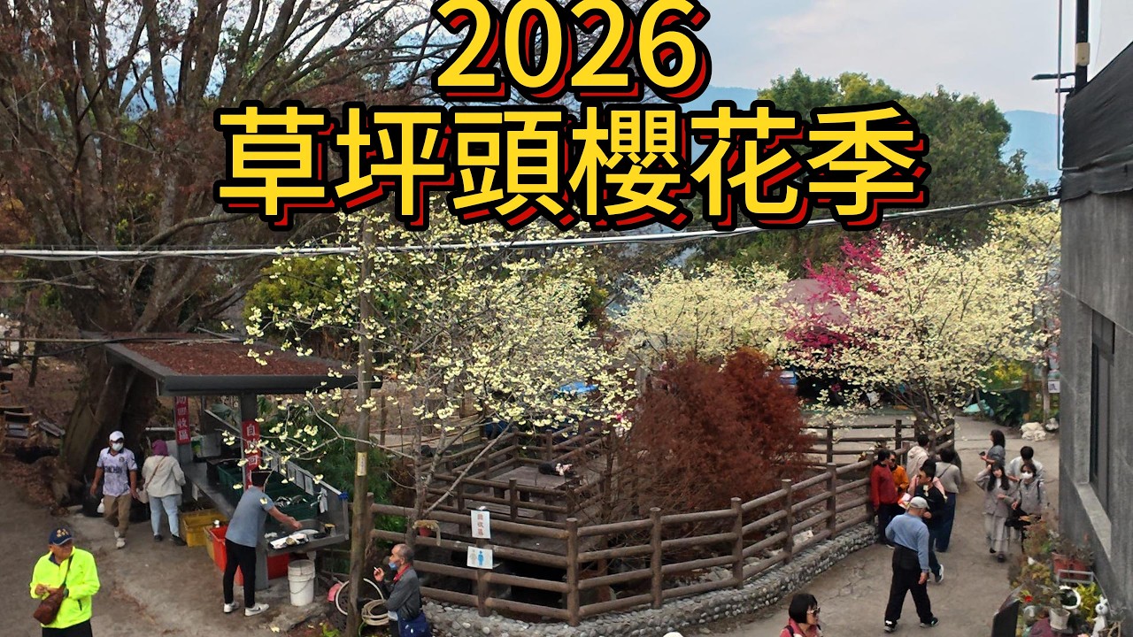 2月6日草坪頭櫻花之旅