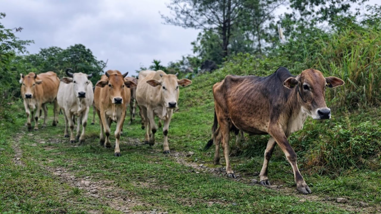 herding tame cows who were running down the green hills in search of grass, cow sound cow Moo