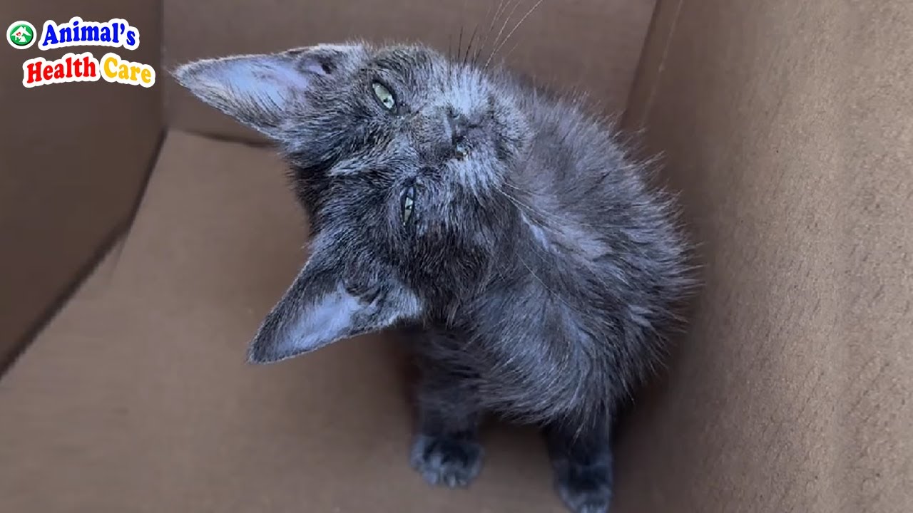 I Can't Control My Head! Poor Kitten Tearfully Accepts His Sad Ending