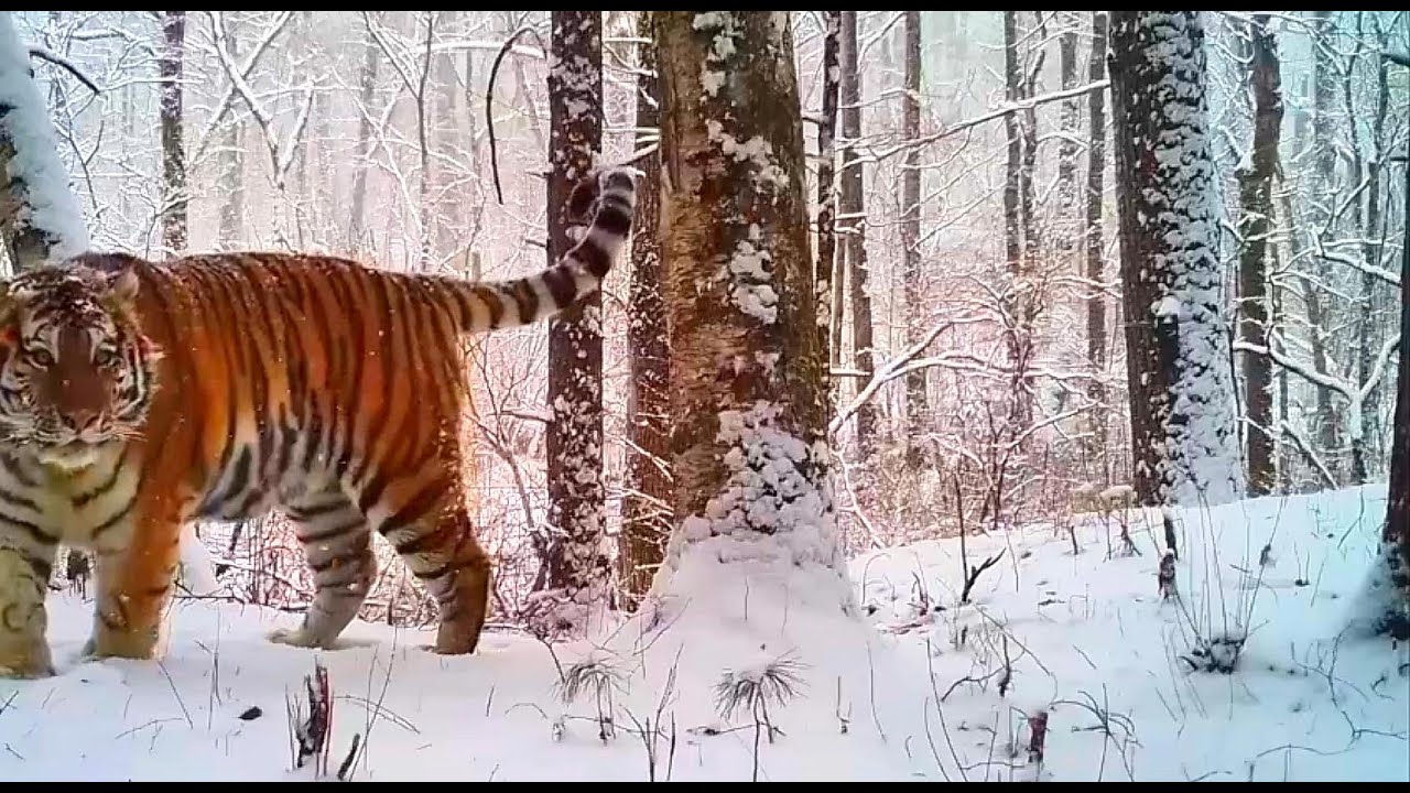 Amur Tiger and Bear: Giants of the Russian Far East! #32