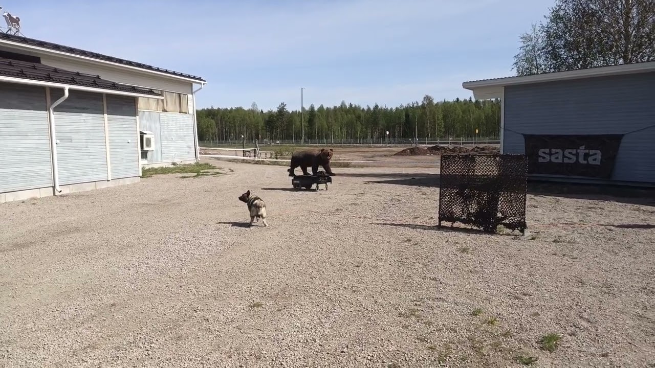 Pello.Mörkö karhun haukku 2024