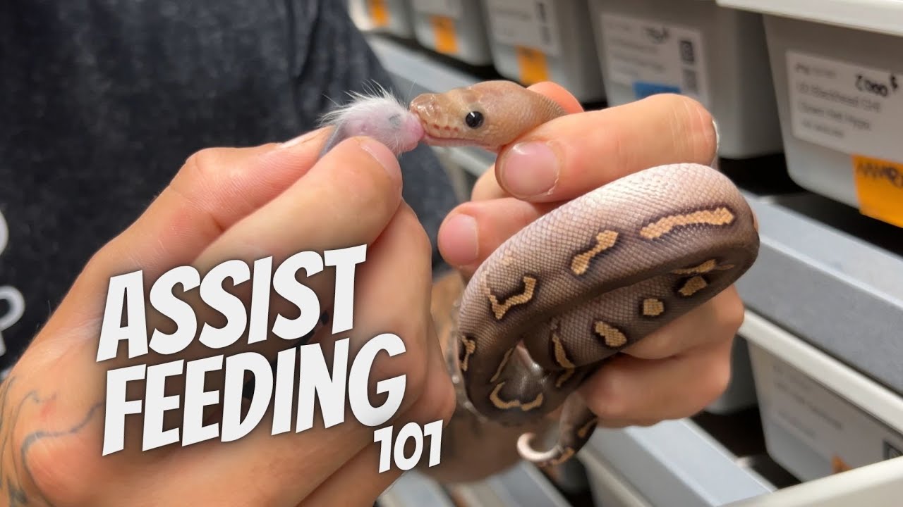 Techniques de d'Alimentation Assist&eacute;e/Forc&eacute;e sur un Hatchling Python Royal
