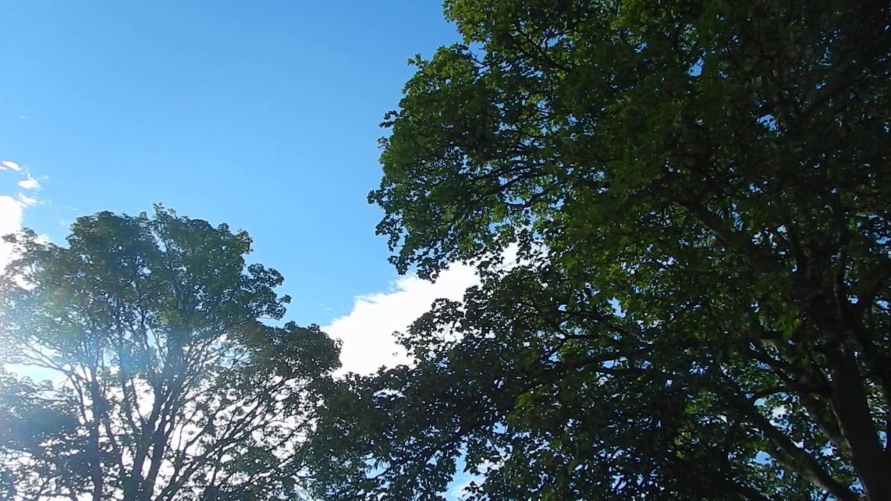 Birdsong in the English countryside on a summer's morning.