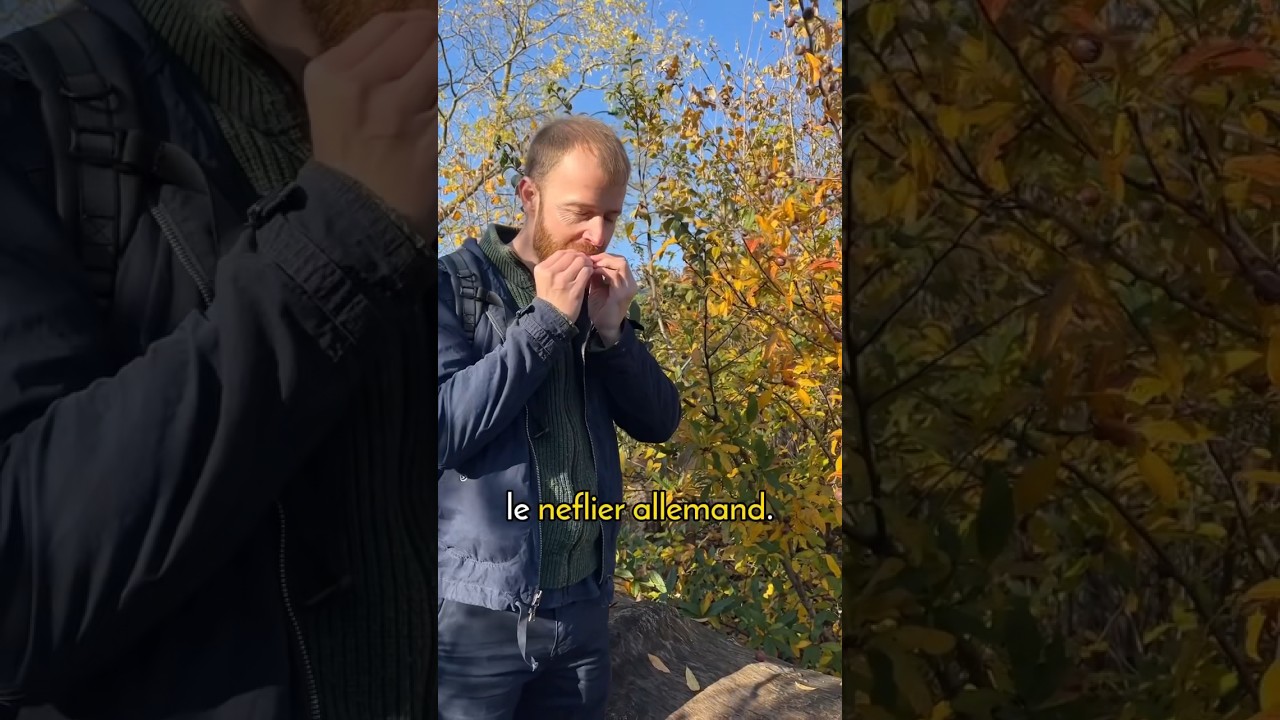 Le n&eacute;flier allemand et ses d&eacute;licieux fruits