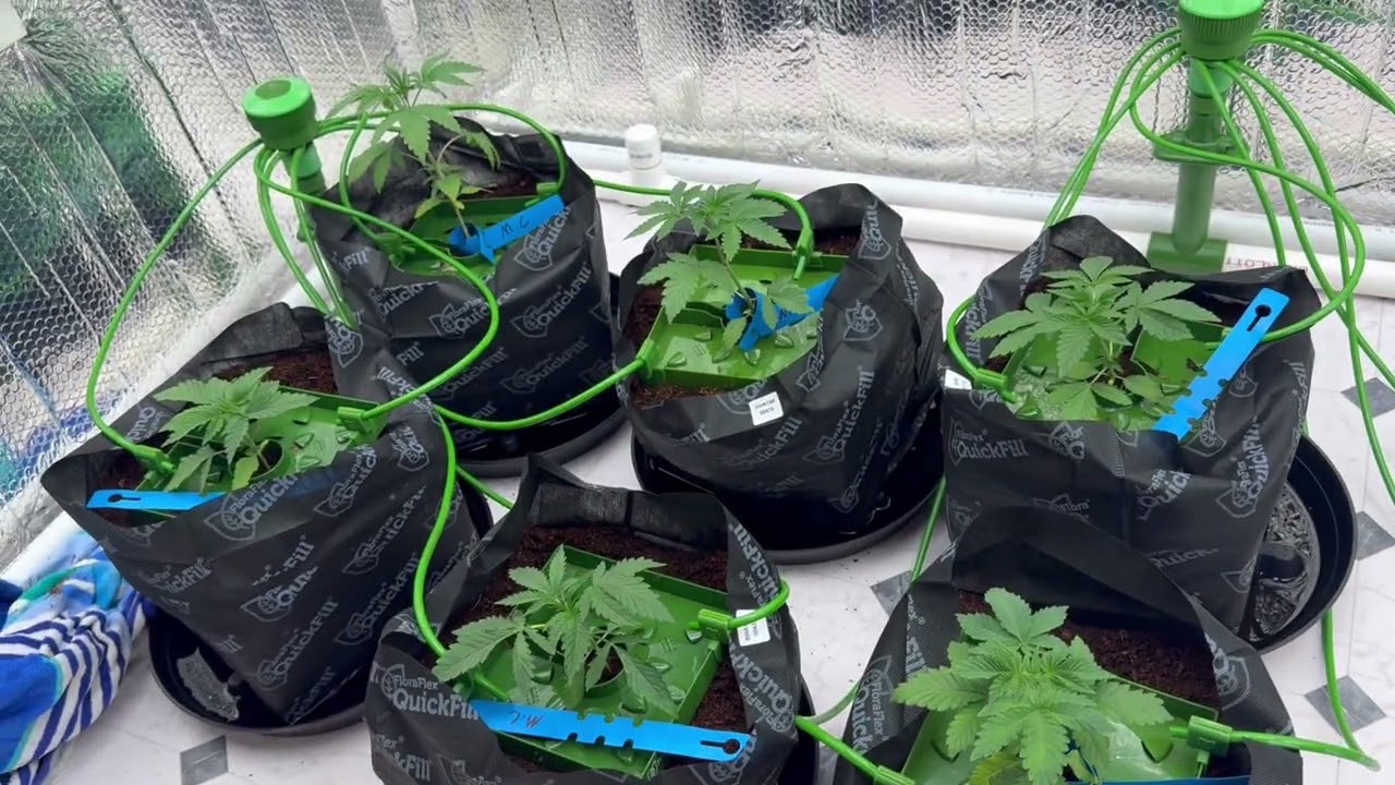 Week 5 🌱 Canopy Filling Out Fast!