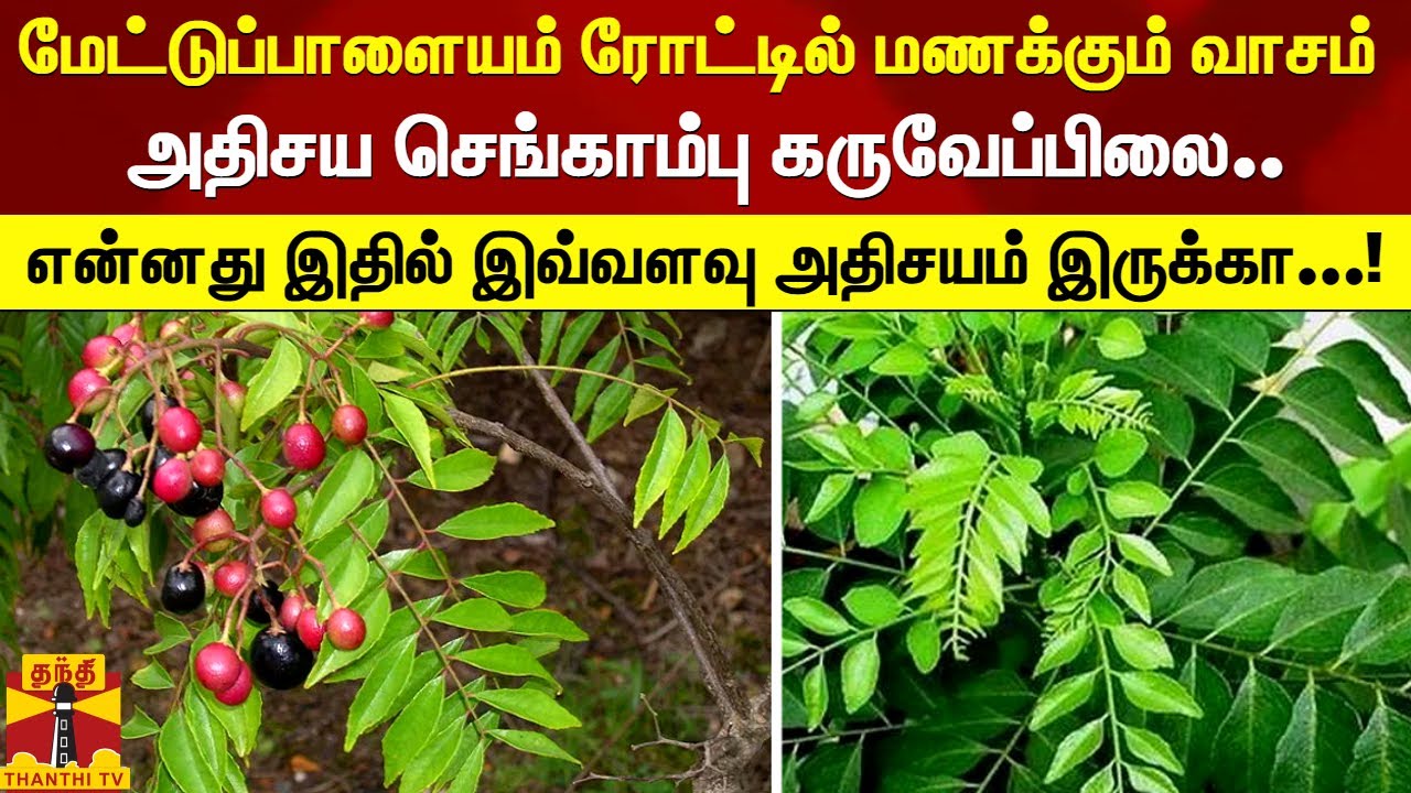 மேட்டுப்பாளையம் ரோட்டில் மணக்கும் வாசம்... அதிசய செங்காம்பு கருவேப்பிலை..!