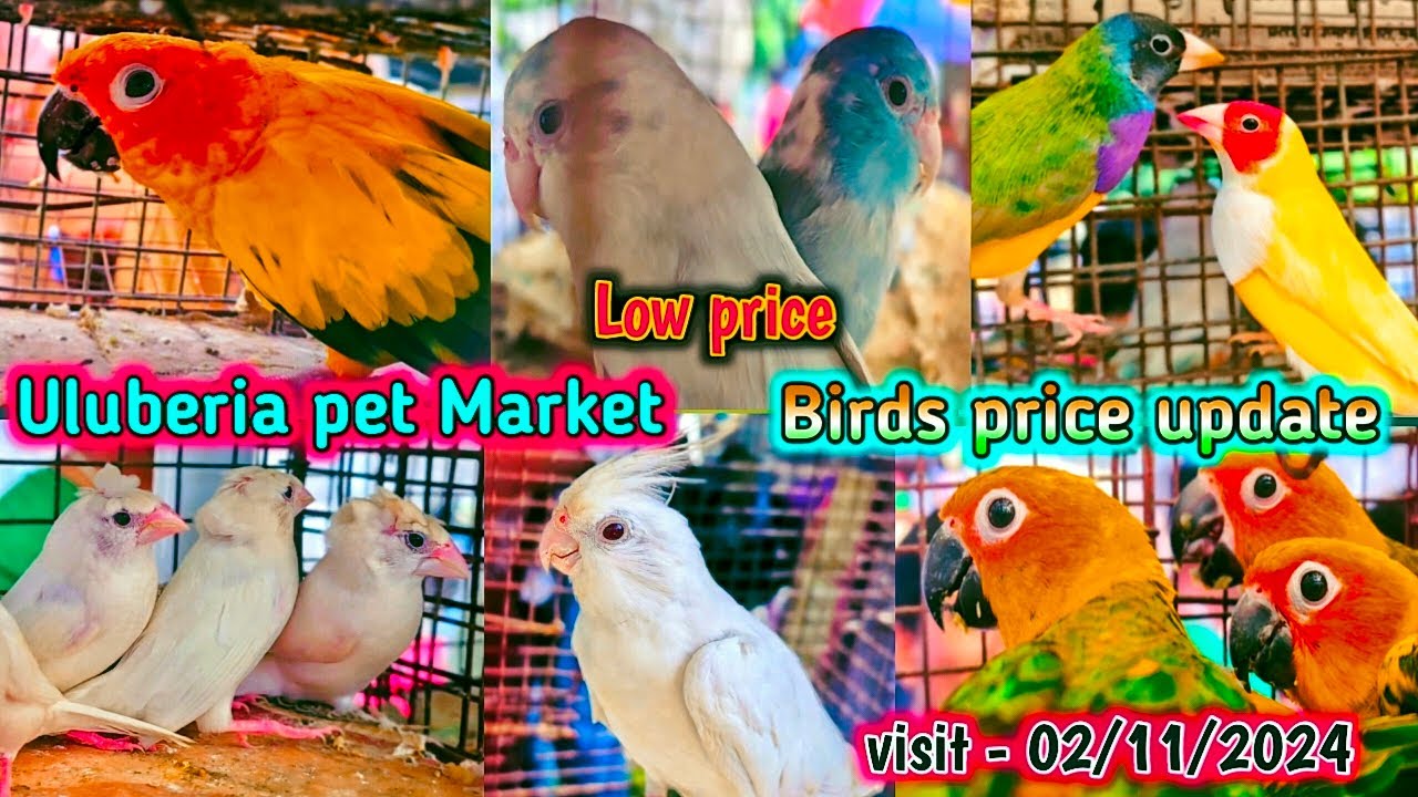 Uluberia pet market 2024 . Birds pirce updated  02.11.2024 .Uluberia pakhir haat .#cheapest #sale