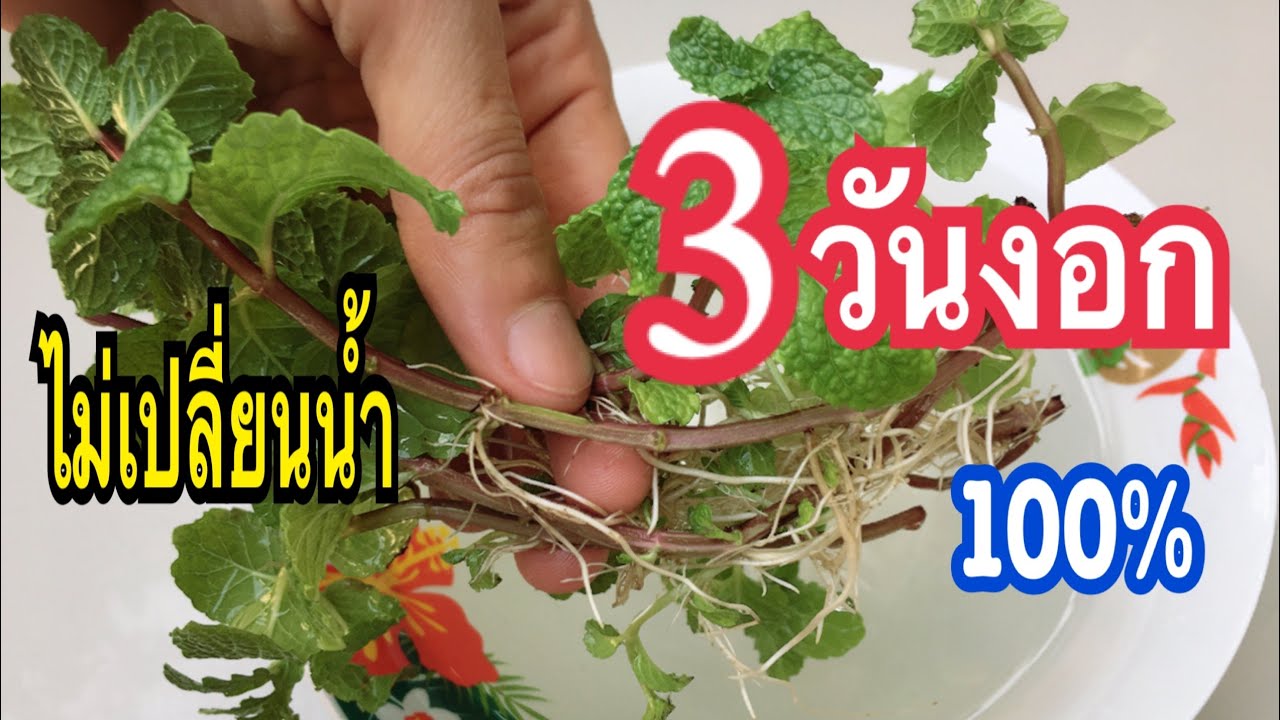 3วันงอก!!!ไม่เปลี่ยนนำ้ไม่ง้อเมล็ด ปลูกสะระแหน่แบบร้านขายต้นไม้ที่คุณต้องลอง งอกชัวร์100%แม่ก้อยพาทำ