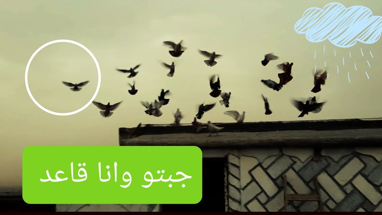حلقة صيد طير حتى العلماء ما يعرفو اسمو 🤣🤣🤣