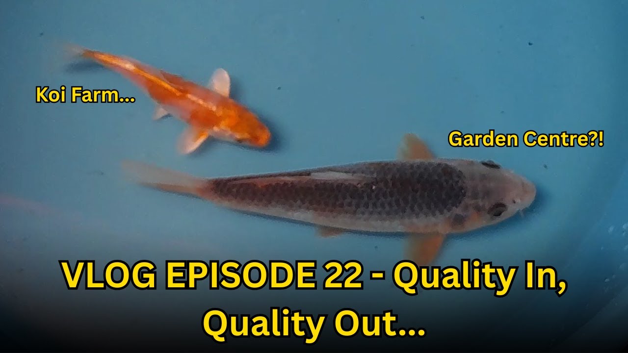 VLOG EPISODE 22 - Quality In, Quality Out...