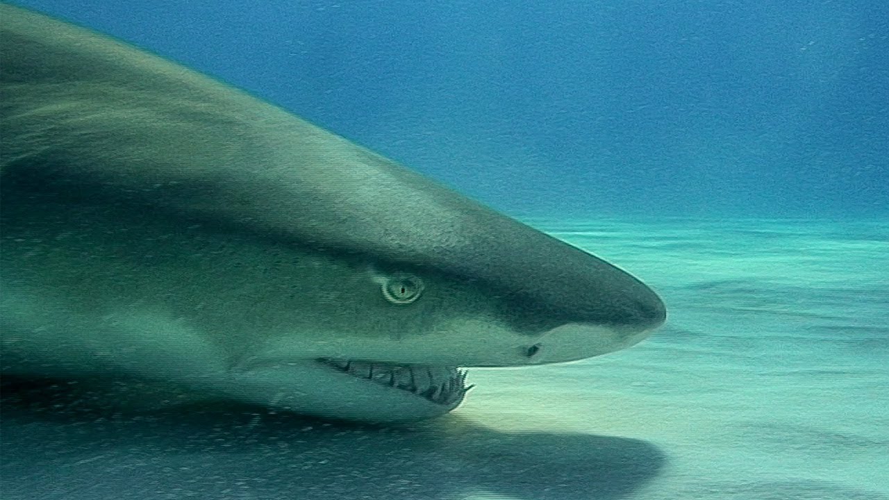Swimming with Wild Lemon Sharks | Deadly 60 | BBC Earth Explore