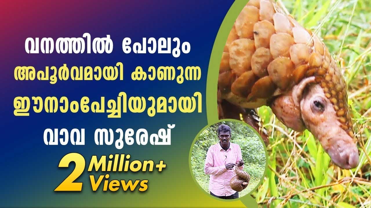 Wow! Rare Indian Pangolin | Snake Master | Vava Suresh | Latest Episode