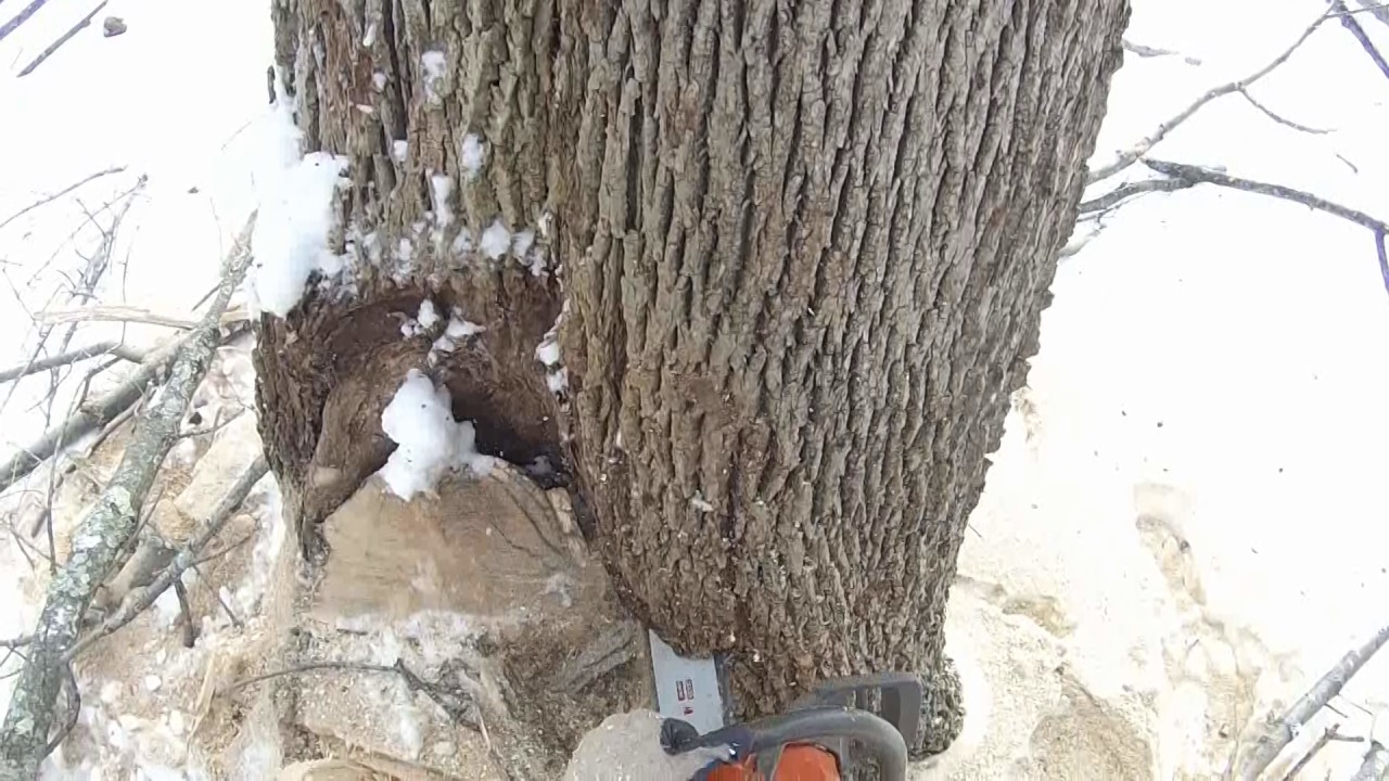cutting a difficult ash tree