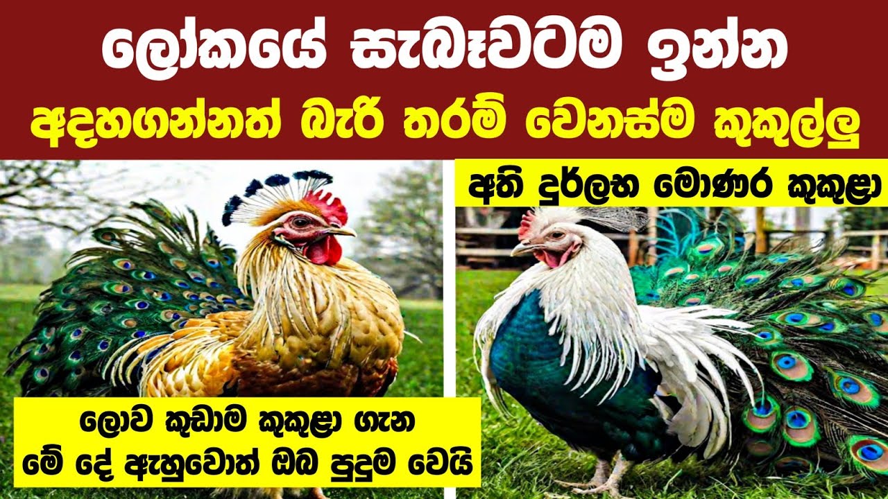 චිකන් කෑවට මේ කුකුලන් 10 දෙනා ඔබ ජීවිතේට දැකලා නෑ | 10 Unbelievable Chicken Breeds In The World