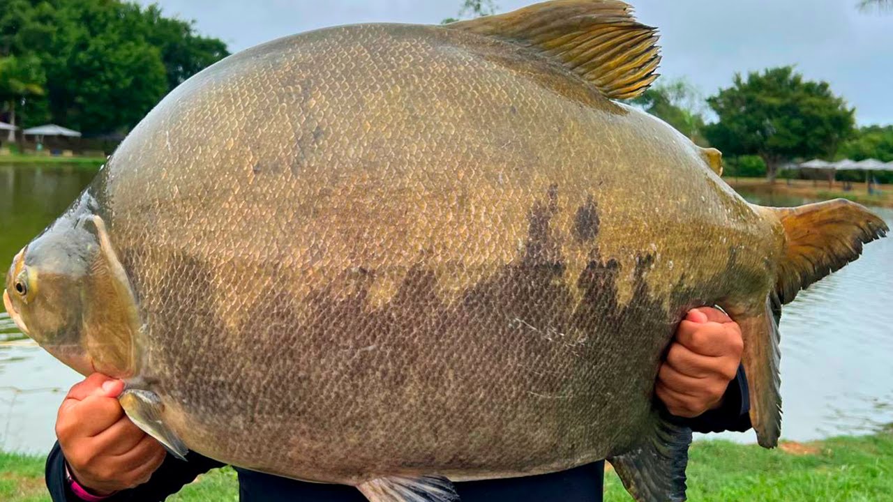 ENCONTRAMOS A ISCA DOS GIGANTES! PESQUEIRO QUE NÃO TEM PEIXE PEQUENO...