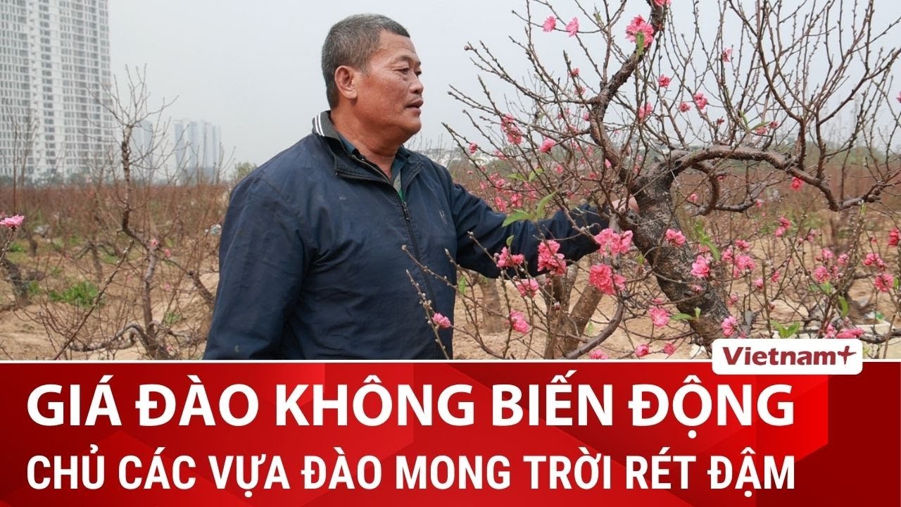 Giá đào tại Thủ đô không biến động, rét đậm tuần tới dự báo mùa hoa đúng vụ