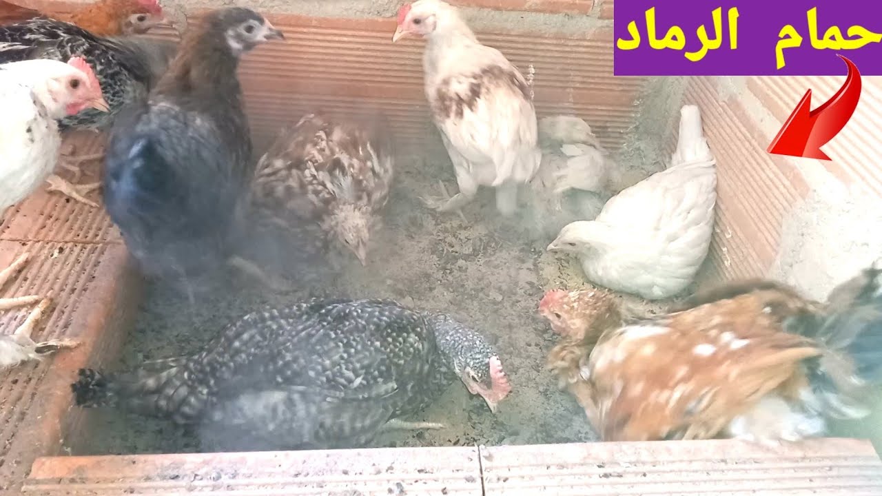 قمل الدجاج(الفاش الاحمر) وكيفية علاجه والوقاية منه بطرق طبيعية وفعالة🐤