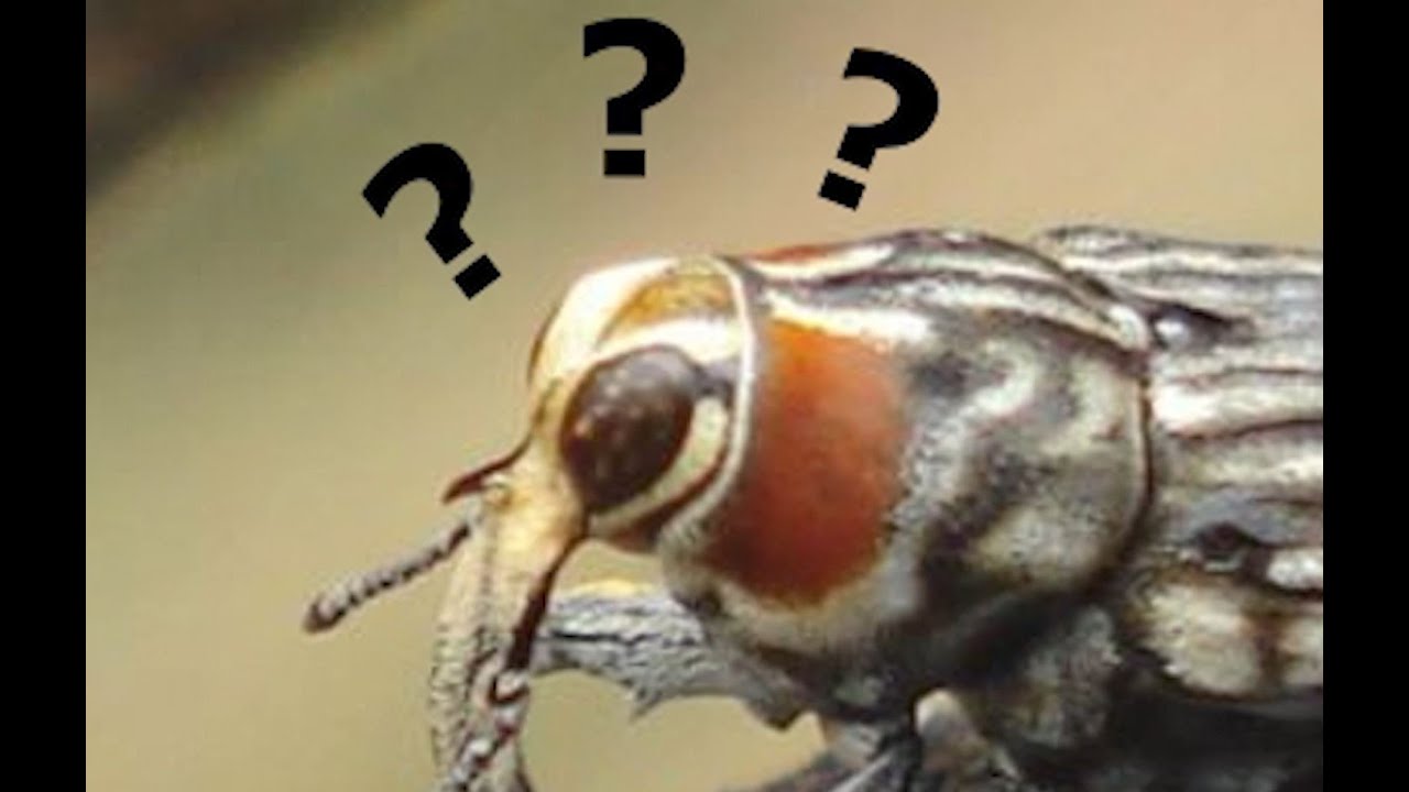 Why be a bee