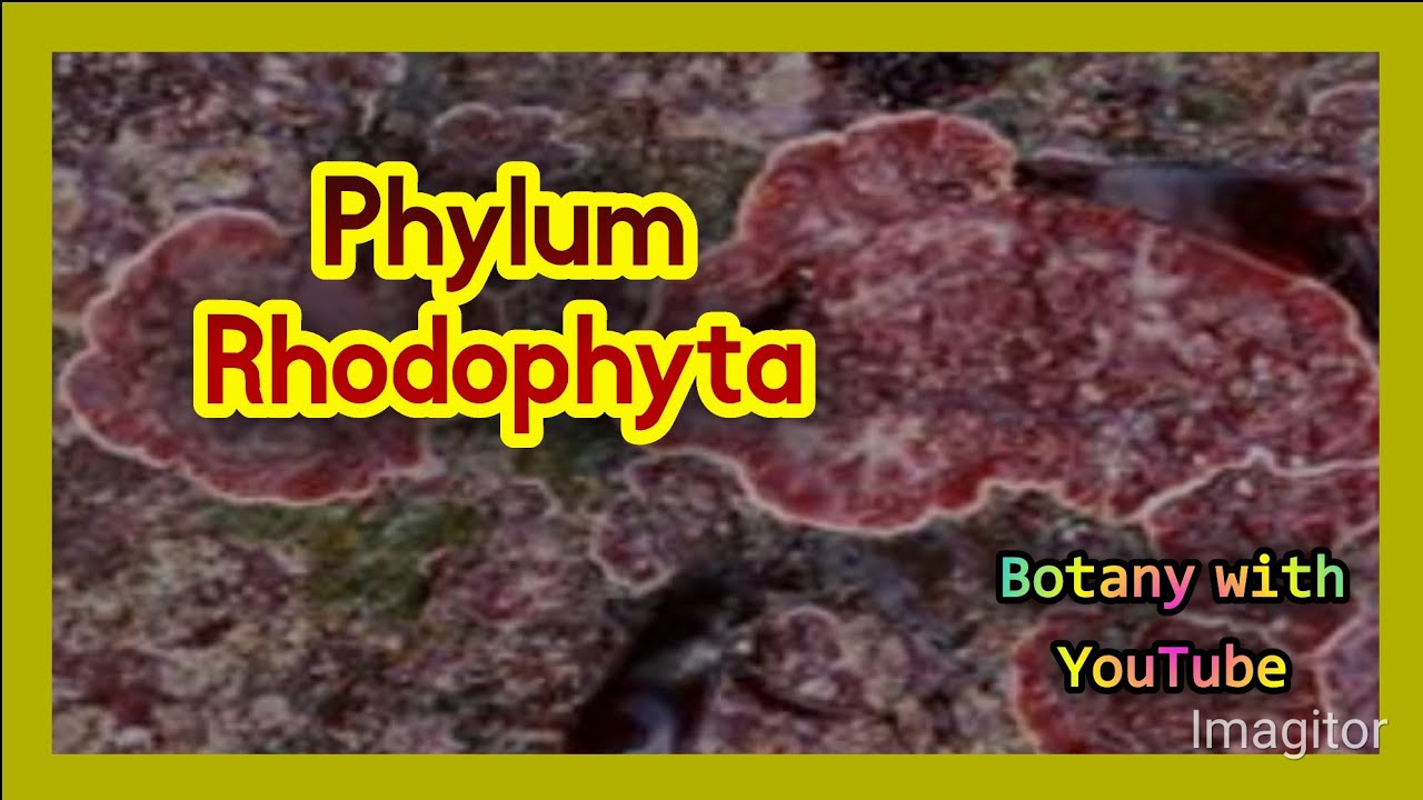 Phylum Rhodophyta | Rhodophyta |  Red Algae | Plant like protists (algae) | Protista | Rhodophyceae|
