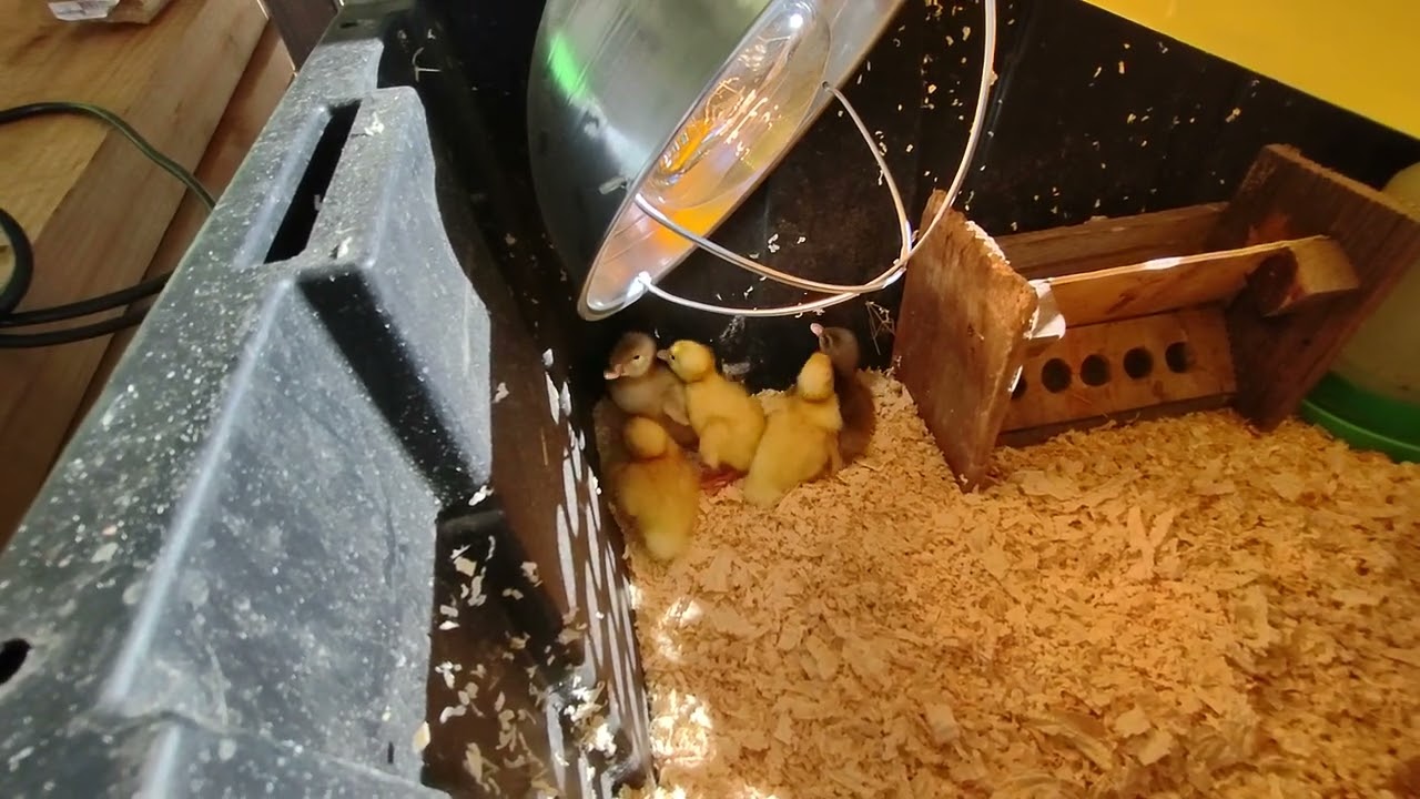 Raising Muscovy Ducks PT 5: Duckling/Mom Separation
