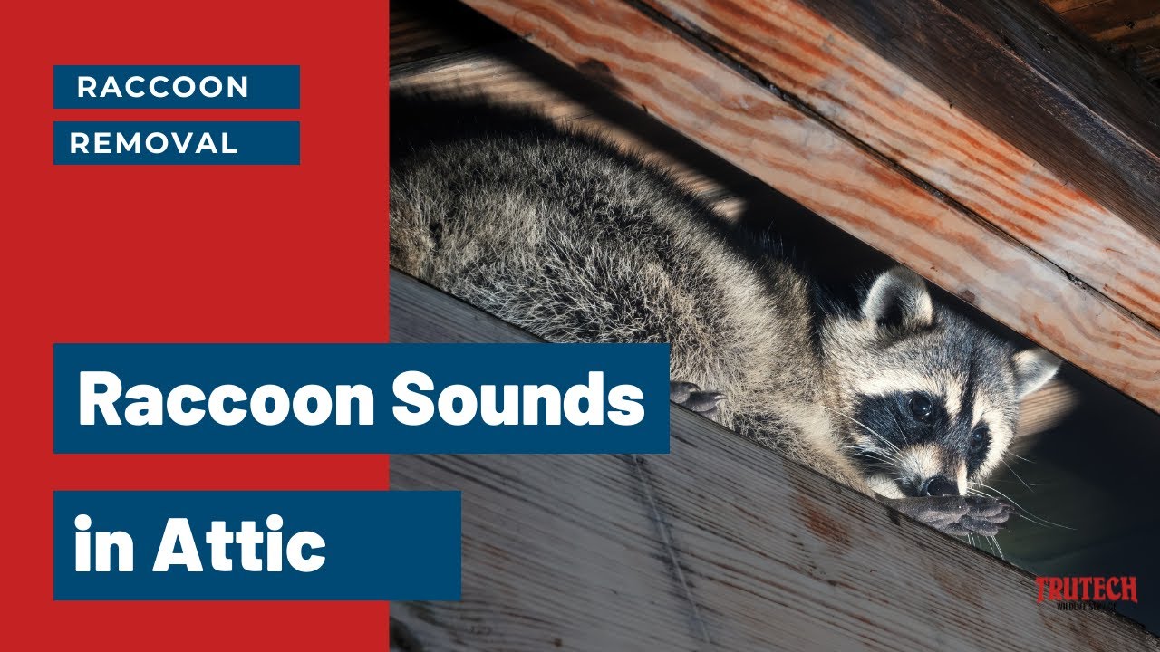 Raccoons Sounds in Attic