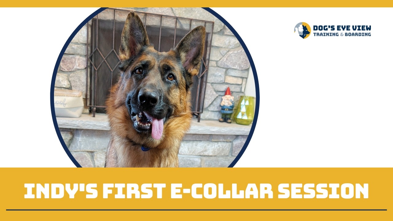 Indy's First E Collar Session