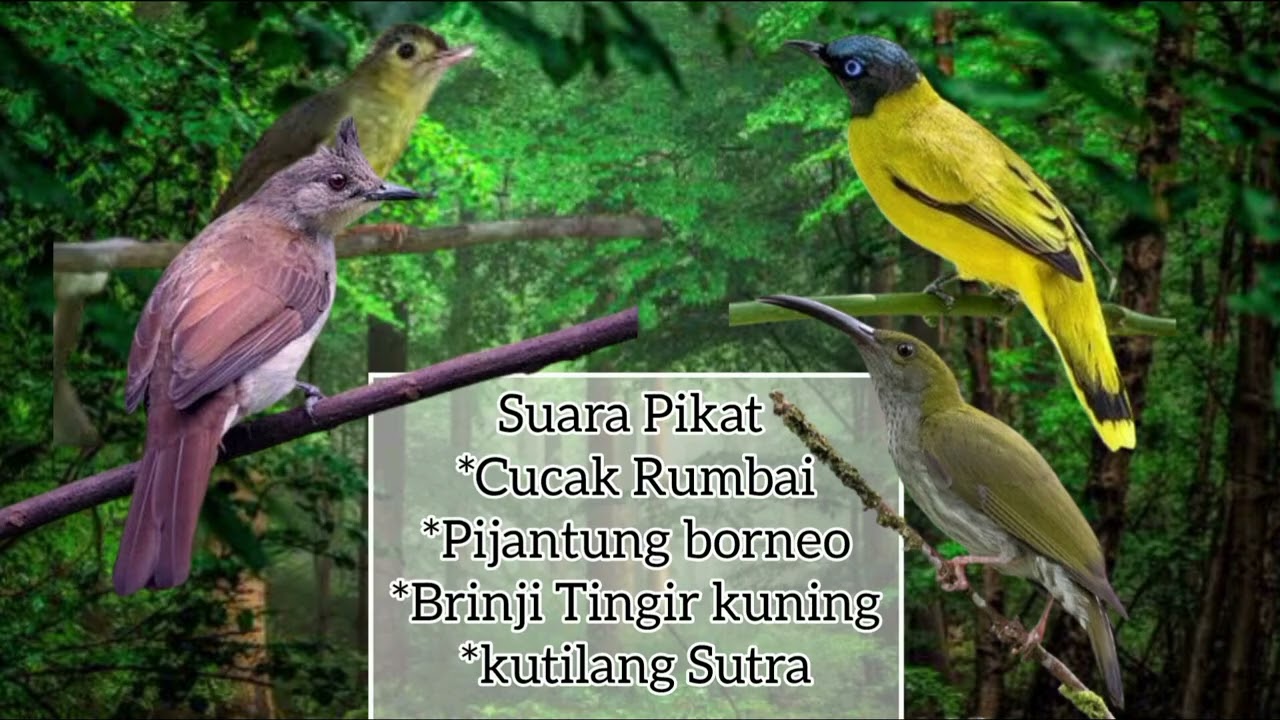 Suara Pikat Ribut Cucak Rumbai, Pijantung borneo, Brinji Tungir kuning, Kutilang Sutra