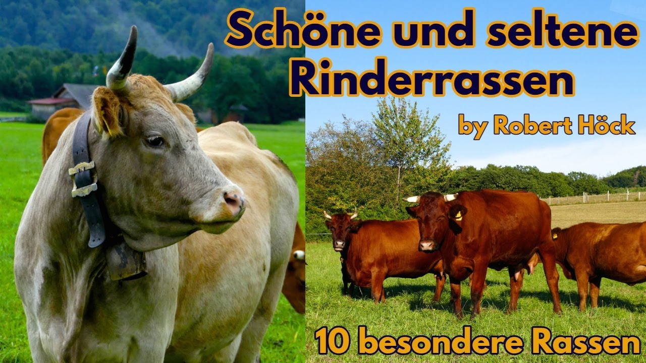 Schöne und seltene Rinderrassen - Eine Dokumentation über Kühe - Tiere Film von Robert Höck HD