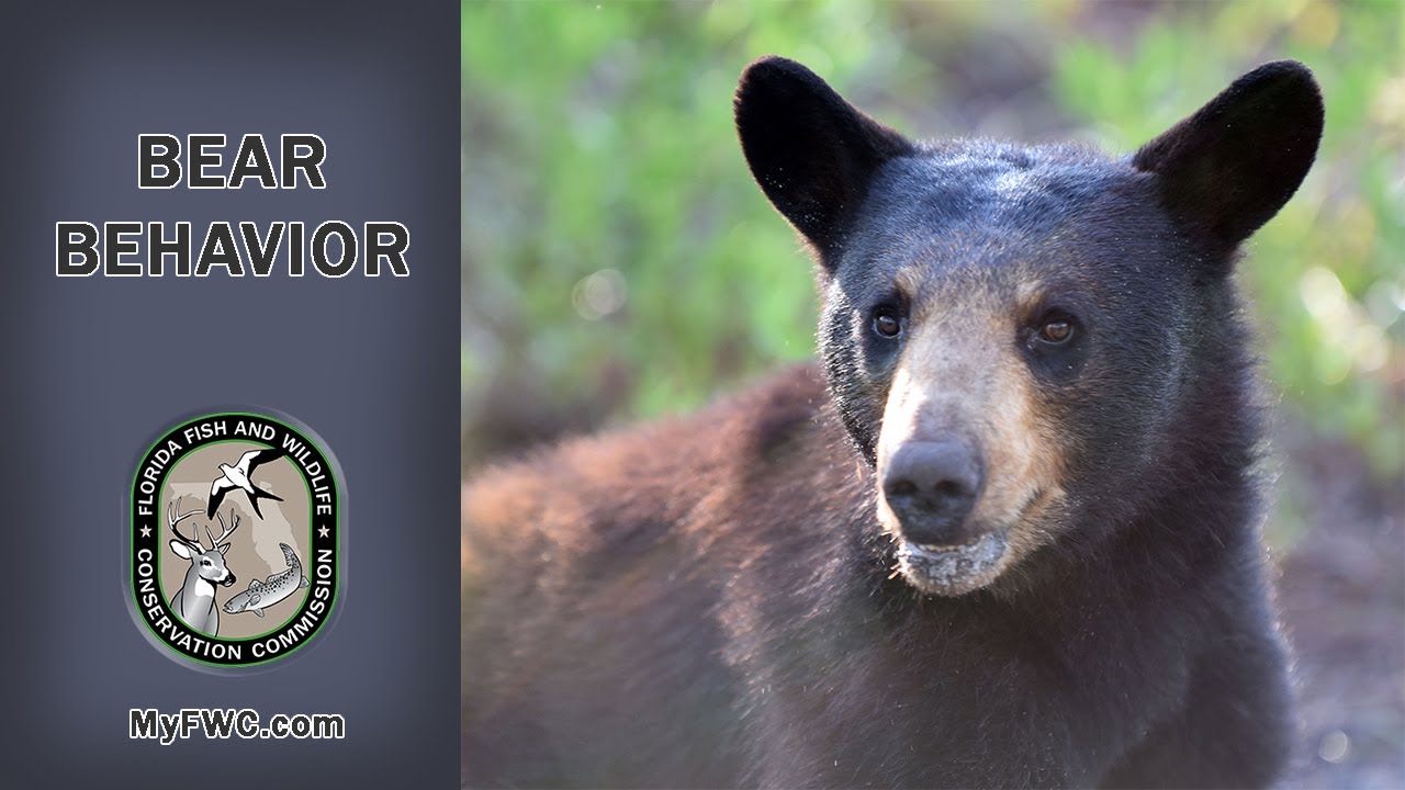 Florida Black Bear Behavior