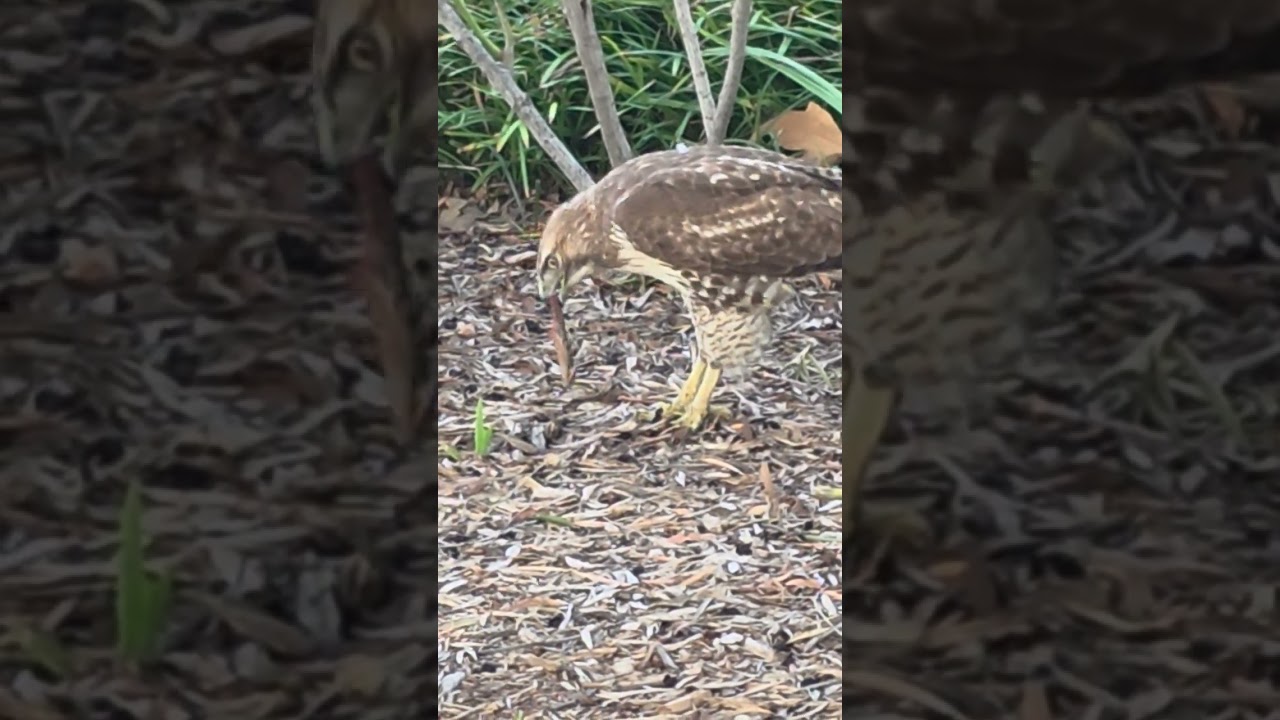 Red tailed hawk. I don't see a red tail 