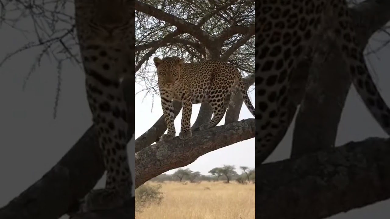 Leopard Leaps onto Tree Branch in One Jump | Rescue & Release