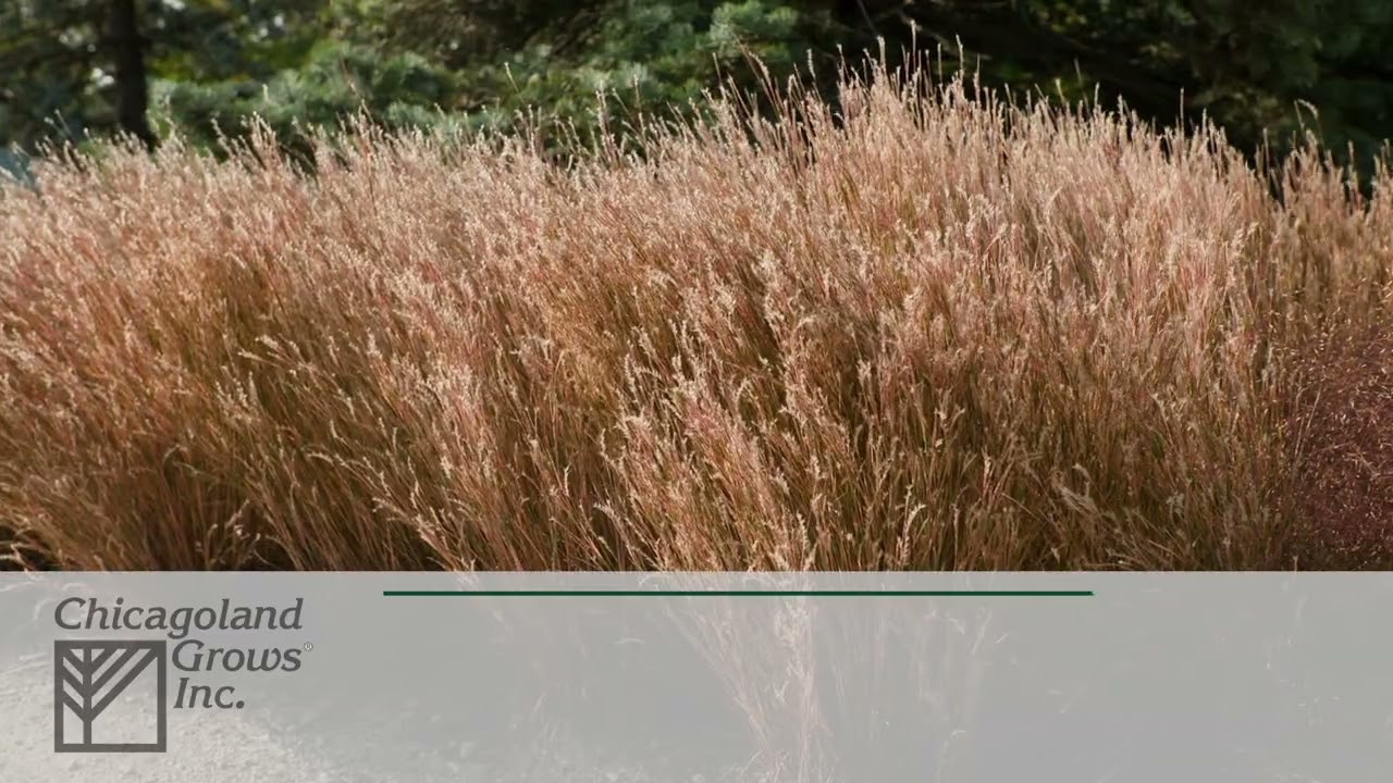 2025 Ornamental Grasses STC 2