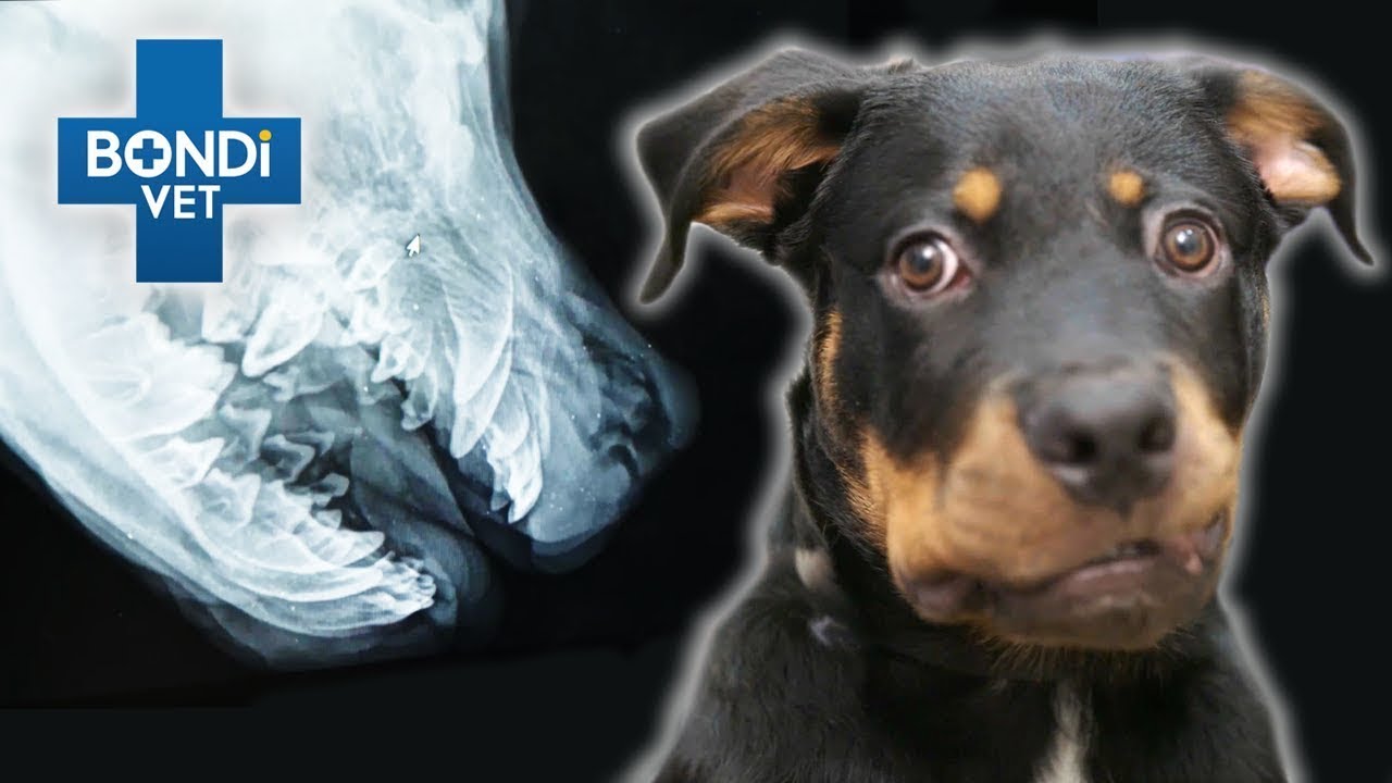 Puppy Savagely Attacked By Its Own Mum 💔 | Bondi Vet Full Episodes | Bondi Vet