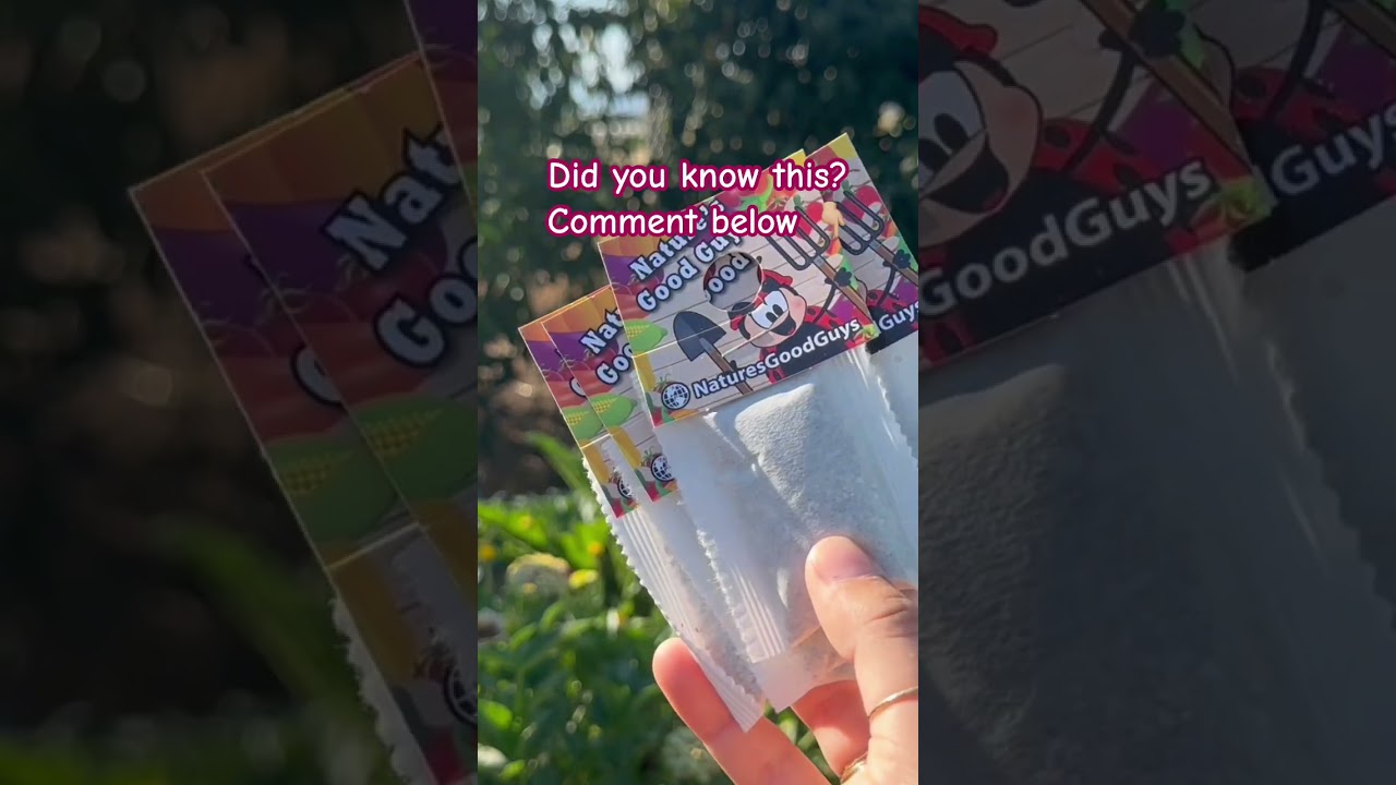 Predatory mites sachets vs bottles. Full video on our channel! #homegardening