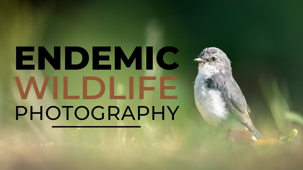 ENDEMIC BIRD PHOTOGRAPHY | Australian bush, fairywrens, robins