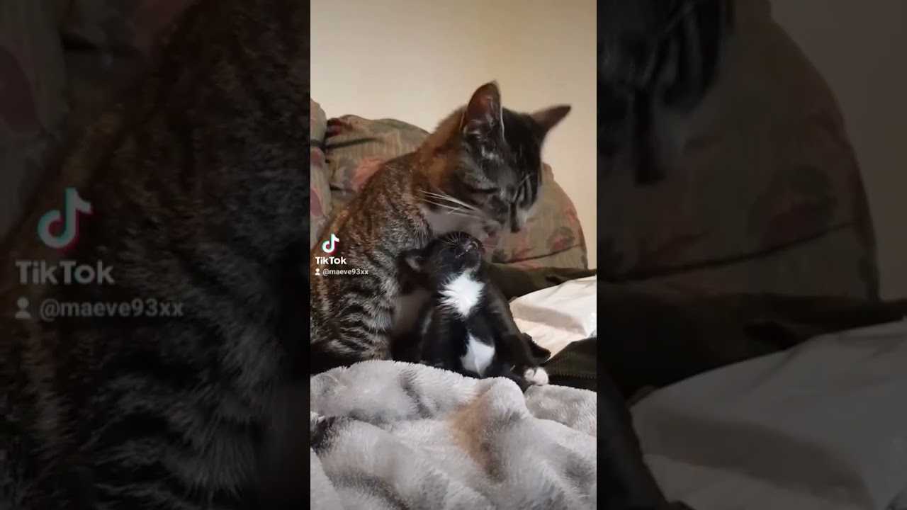 Shadow is such a good brother 🥺 #cats #kittens
