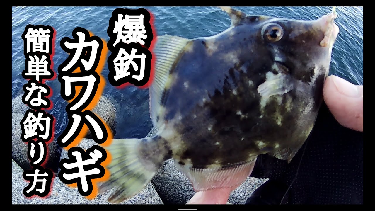 【カワハギ釣り】【堤防】【波止釣り】簡単に30匹以上釣る方法です!!